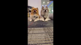 Super cute Pomsky & Pomeranian dogs TikTok treat on nose or paw challenge FAIL!