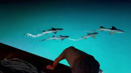 Nurse sharks swimming behind yacht at night in blue water and strong current.