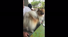 Cute Pomeranian booty bounce in slow motion