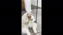 Pomsky lady howls for her Pomeranian brother which starts them both off howling and barking