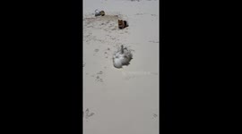 Pomeranian & Pomsky playing in the sand on the beach cute dogs