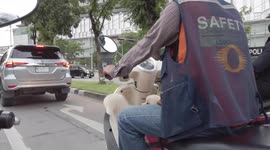 Two sweet pet poodles ride on motorcycle with owner