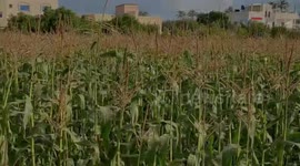 Corn harvest season begins in Gaza Strip.