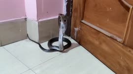 Snake strays inside house during celebration in central India