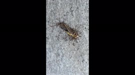 Ants killed a grasshopper - ants vs big grasshoper
