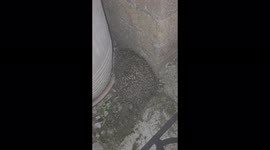hedgehog hiding from dog in garden