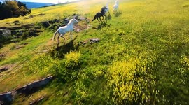 4 horses running in the meadow, with yellow flowers and sun, taken from a FPV drone