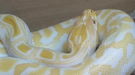 Burmese python Yellow Snake was a impressive sight to see this large Reptile