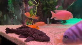 Unusual fish in the aquarium