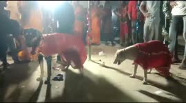 Shocking video of unique wedding. 400 People in the party of marriage of two animals.