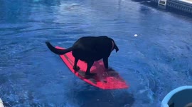 Clever Labrador uses bodyboard to retrieve ball from swimming pool
