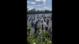 Thousands of people attend unique fishing festival in a shallow lake in Vietnam