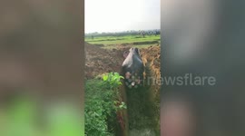 Excavator used to dig elephant out of well in eastern India
