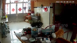 Curiosity almost killed this cat: Feline gets head stuck in bowl