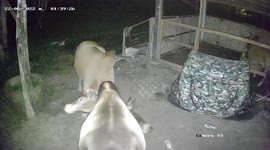 Terrified camper woken up by two angry cows butting heads