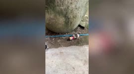 Fluffy pet Pomeranian rescued after sticking its head inside can