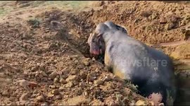 Elephant rescued from well with help of excavator in India's Jharkhand