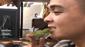 Intelligent pet birds pick Vietnamese man's teeth clean