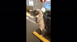 Cat with NO EARS becomes Instagram star and her hearing is still perfect
