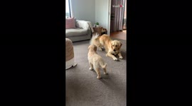 Moment golden retriever makes new puppy feel welcome at home