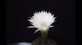 Time-Lapse Video Of Cactus Flower Blossom