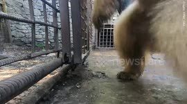 UK charity workers help save six caged bears from a squalid private zoo in Eastern Europe