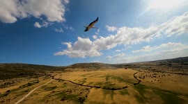 flock of storks flying in the meadow, is summer time, in spain