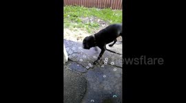 Dog Bites At Bubbles