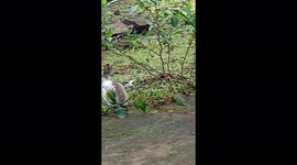 Rabbit eating some live veggies in the garden