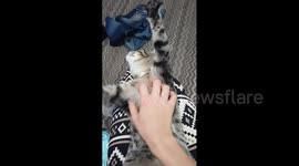Cat Belly Rub