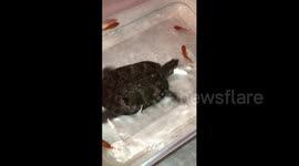 Pet Turtle Swims in Tub