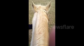 Boy Points Out Horse Poop