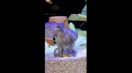 Watch this octopus unscrew a jar to reach food contained within