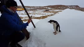 Tame penguin at the Russian Antarctic station