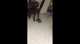 Puppy Chases Tail
