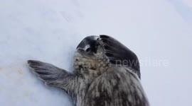 Very photogenic charming seal in Antarctica