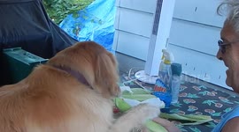 Dog Pulls On Corn Husk