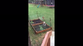 Dog Falls In Garden