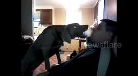 Dog Eats Bubble Gum Bubble