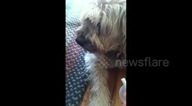 Dog Reacts to Squeaky Toy