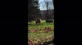 Dog Chases Deer