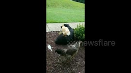 Chicken Stands on Labrador, Poops