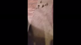 Dog Poop In Hall