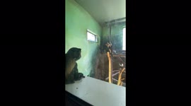Trip to Edinburgh zoo with my toddler resulted in a x rated show