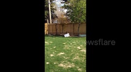 Dog Gets Head Stuck in Bag