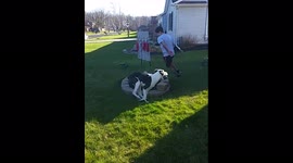 Dog Chases Boy