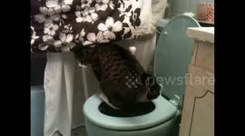 Cat Poops in Toilet