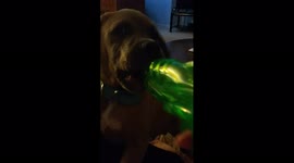 Woman Squirts Dog