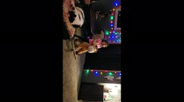 Boy Shoots Rocking Horse With Nerf