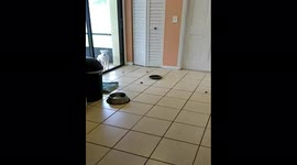 Dog Ashamed of Pooping